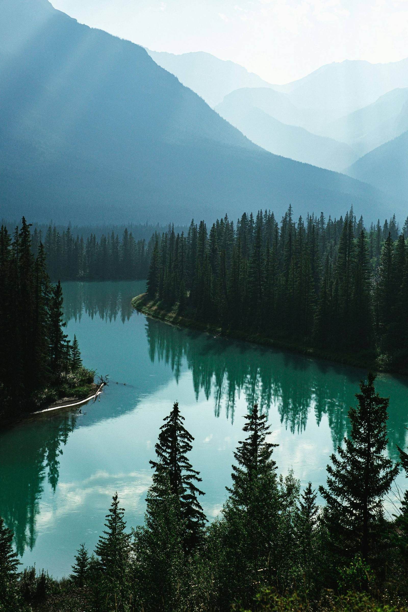 BC forest and river